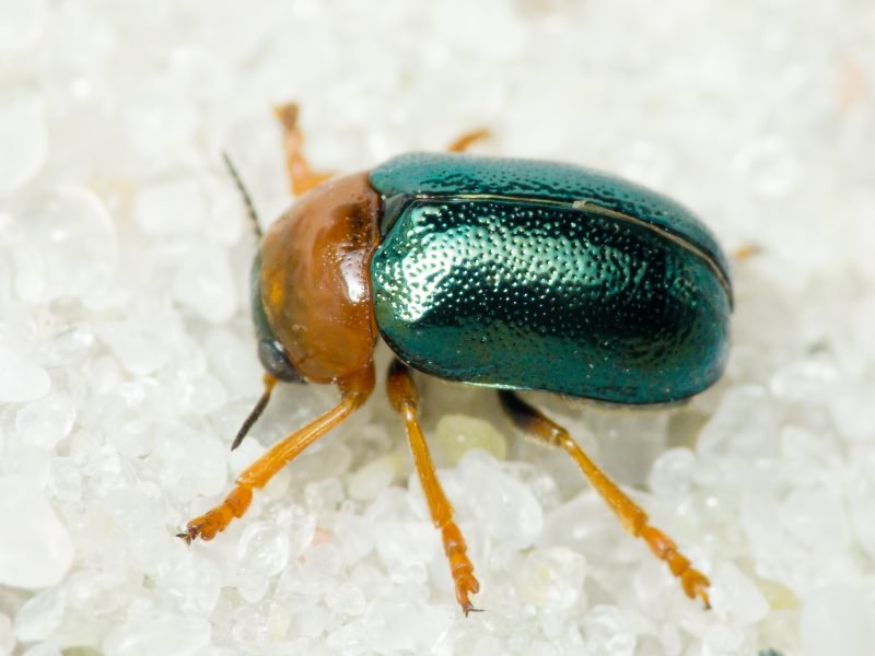 Smaragdina salicina (Scopoli, 1763)
